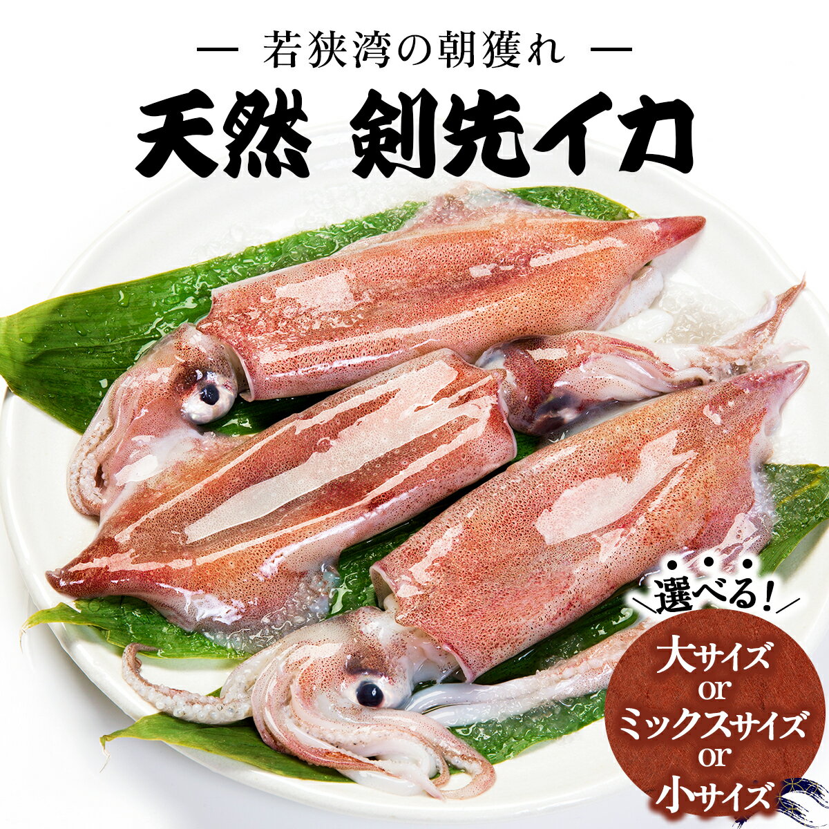 【ふるさと納税】若狭湾の 朝獲れ 剣先イカ（生冷凍）1kg以上 ＜ 大きさが選べるセット：大 / ミックス（中＆小）/ 小 ＞【いか ゲソ 白いか 赤いか マイカ 海鮮 真空パック 新鮮 冷凍 お造り 炒めもの 塩焼き 煮もの 天ぷら から揚げ パスタ 天然 NEW 新規】
