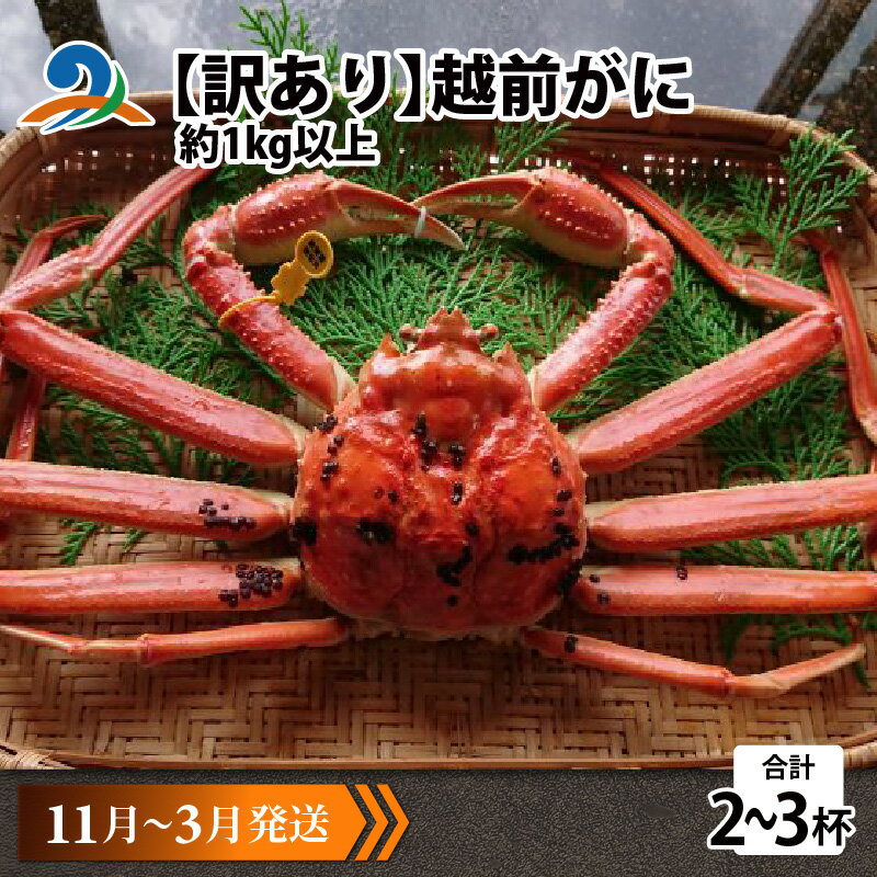 【ふるさと納税】【訳あり】 越前がに 合計1kg以上（2～3杯）【11月～3月順次発送】 / 雄 ズワイガニ ずわいがに ズワイ蟹 越前ガニ ボイル 冷蔵 ご自宅用 カニ しゃぶしゃぶ 海鮮 カニすき カニ鍋 カニしゃぶ かに 国産南越前町 送料無料