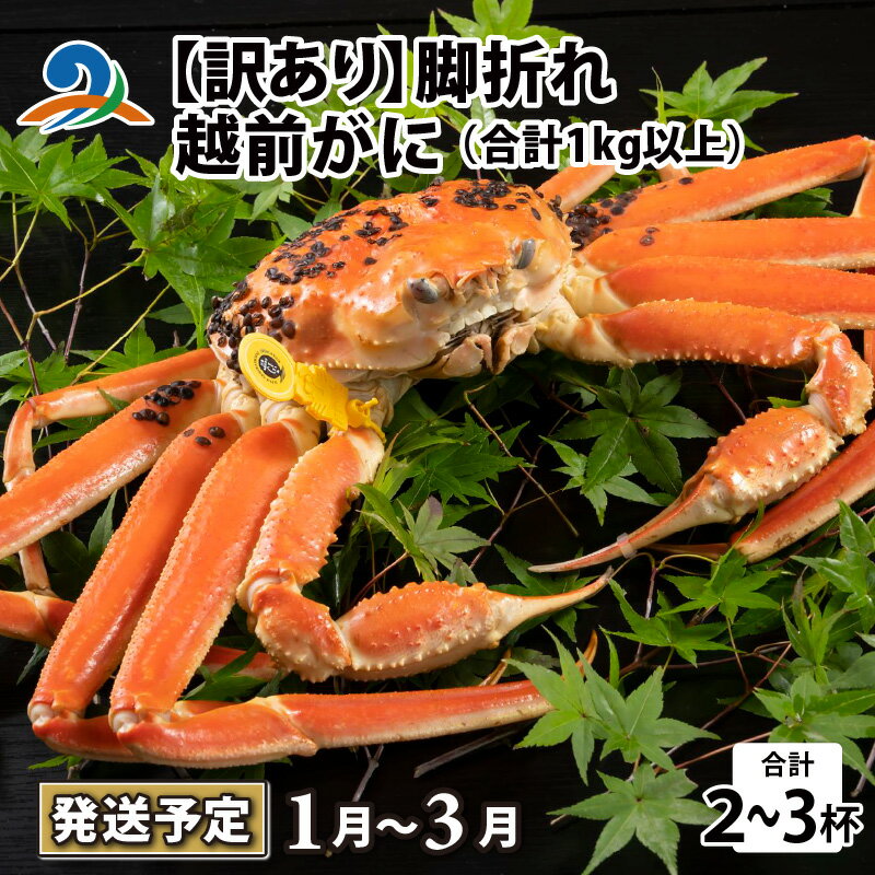 【ふるさと納税】【先行予約】【訳あり】越前がに 2～3杯 （合計1kg以上） 脚折れ【2026年1月～3月発送予定】 / 雄 ズワイガニ ずわいがに ズワイ蟹 越前ガニ ボイル 冷蔵 ご自宅用 カニ しゃぶしゃぶ 海鮮 カニすき カニ鍋 カニしゃぶ かに 国産 南越前町 送料無料