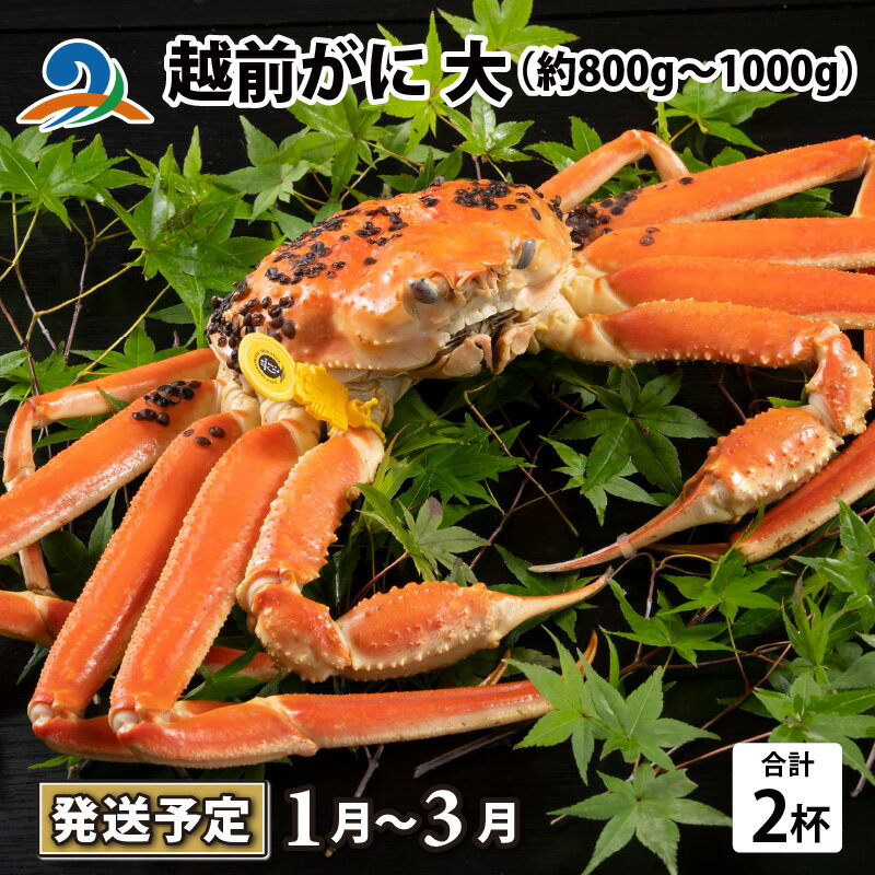 【ふるさと納税】【先行予約】越前がに 大 （約800g～1000g） 2杯【2026年1月～3月発送予定】/ 雄 ズワイガニ ずわいがに ズワイ蟹 越前ガニ ボイル 冷蔵 ご自宅用 カニ しゃぶしゃぶ 海鮮 カニすき カニ鍋 カニしゃぶ かに 国産 南越前町 送料無料