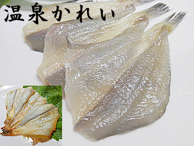 温泉かれい 送料無料 1kg×1個入り温泉カレイ 温泉 カレイ 宗八カレイ 干物干し魚 朝食 酒の肴 に 国産 国内産 日本産限定 楽天 通販 価格 特価 販売 お土産