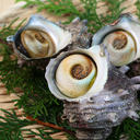 貝類（その他）